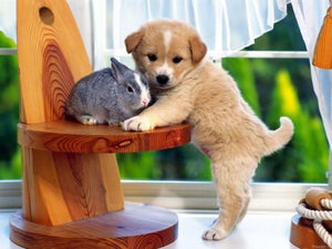 Según Euromonitor Internacional, la industria para mascotas en Latinoamérica ha tenido un crecimiento sostenido y se calcula que continuará hasta 2021.